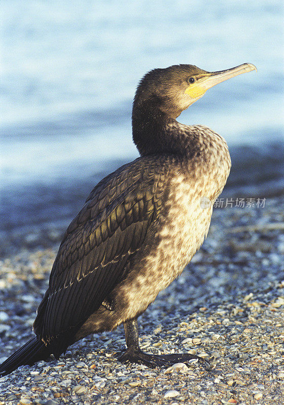 鸬鹚(Phalacrocorox carbo)